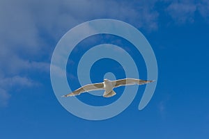 Sea bird flying over sennen cove breakwater