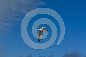 Sea bird flying over sennen cove breakwater