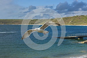 Sea bird flying over sennen cove breakwater