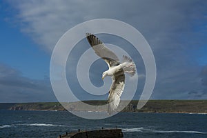 Sea bird flying over sennen cove breakwater