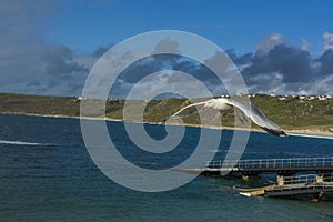 Sea bird flying over sennen cove breakwater