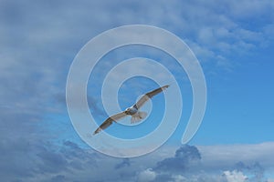 Sea bird flying over sennen cove breakwater