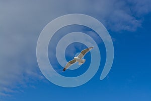 Sea bird flying over sennen cove breakwater