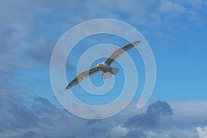 Sea bird flying over sennen cove breakwater