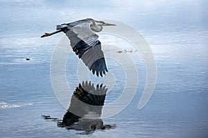 Seabird flying over the water photo