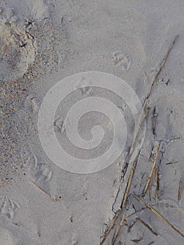 Sea bird foot prints in the sand