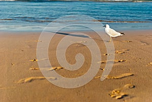 Sea bird on a foreshore