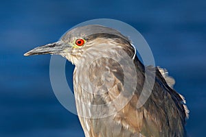 Sea bird. Heron sitting on the rock cost. Heron sitting on the stone. Night heron, Nycticorax nycticorax, grey water bird sitting