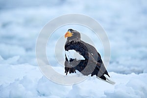 Sea bird on the ice. Steller\'s sea eagle, Haliaeetus pelagicus, bird with white snow, Hokkaido, Japan.