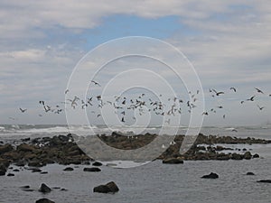Sea, bird island, soaring seagulls over the island
