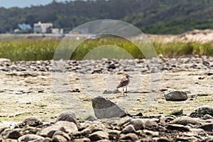 Sea bird looking for mollusks among the stones on a beach photo