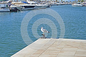 Sea Bird In A Marina photo