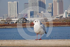 Sea bird