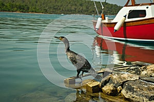 Sea bird patiently waiting on a wooden pallet for on coming fish