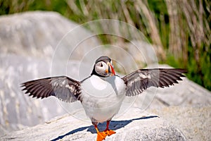 Sea bird puffin with wings spread to the side