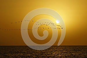 The sea, the bird's flight against a decline