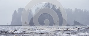 Sea bird seagulls flying in the fog around james island on rialto beach la push washington pacific northwest