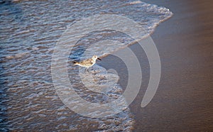 A Sea bird in the surf at early morning looking for a meal