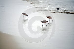 Sea birds