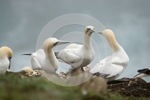 Sea birds