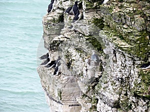 Sea birds at Bempton bird Sanctuary