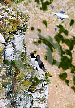 Sea birds at bempton cliffs