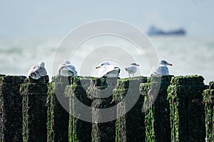 Sea birds on a breakwater with view over North Sea