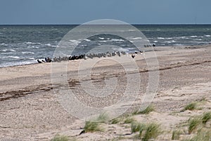 Sea birds on Darsser Ort