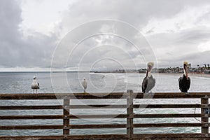 Sea birds of a feather stick together - Oceanside pier