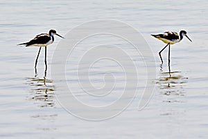 Sea Birds in Flight at the Coast in Saudi Arabia