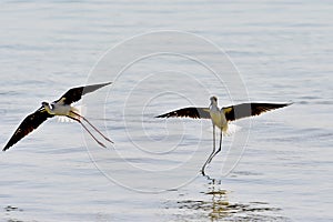 Sea Birds in Flight at the Coast in Saudi Arabia