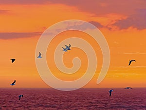 Sea birds fly past against a spectacular sunset near Storms River, Tsitsikamma, South Africa