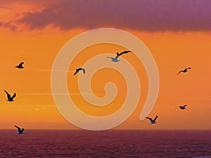 Sea-birds fly past a spectacular sunset at Storms River mouth in the Tsitsikamma Nature Reserve in South Africa.