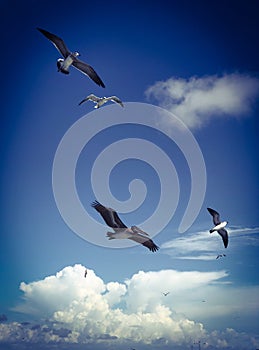 Sea birds flying in the blue sky with the clouds