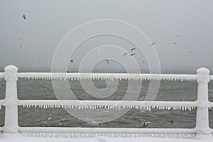 Il mare birdwatching volare Attraverso nero il mare durante bufera di neve 