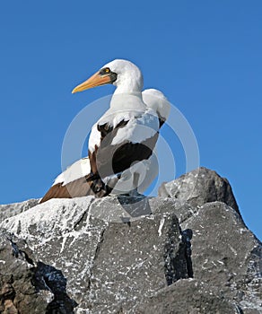 Sea Birds of Galapagos photo