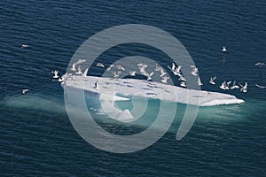 Sea birds on ice floe photo