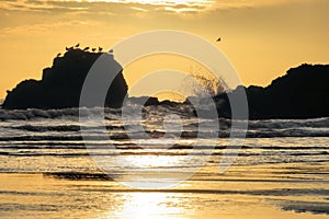 Sea Birds Perching on a Large rock in the North Sea