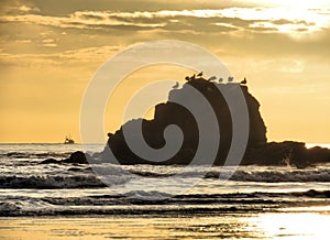 Sea Birds Perching on a Large rock in the North Sea