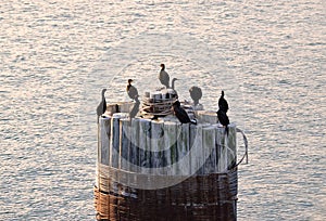 Sea Birds on a piling photo