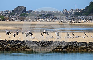 Sea birds refuge