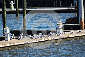 Sea birds resting on a dock.
