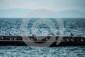 Sea birds resting on the sycophant and flying