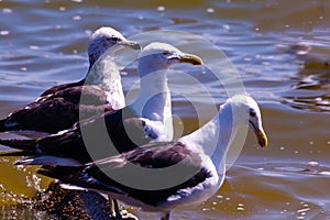 Sea birds on Rio de Janeiro lakes region.