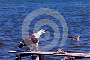 Sea birds on Rio de Janeiro lakes region.