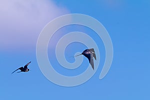 Sea birds on Rio de Janeiro lakes region.