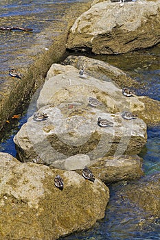 Sea birds on the rocks