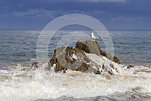 Sea birds on the rocks