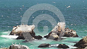 sea birds on the rocky coastline of pacific ocean, chile