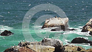 sea birds on the rocky coastline of pacific ocean, chile